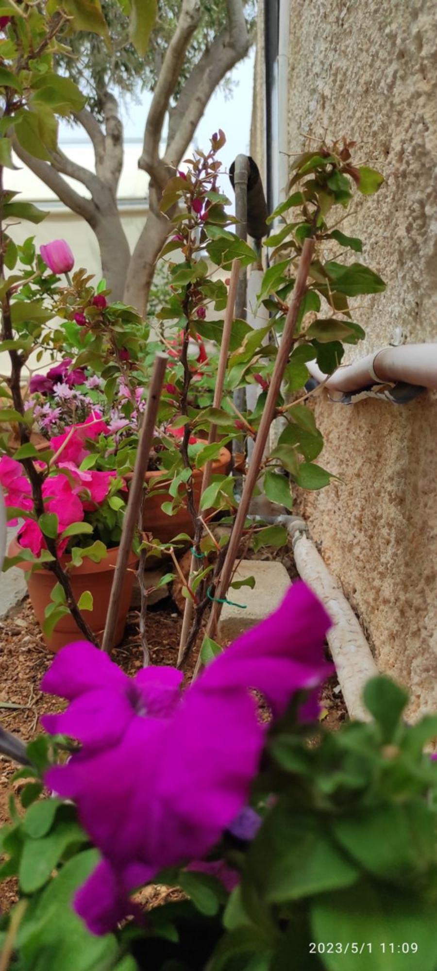 Secret Garden Home Lagonissi Attiki Foinikia  Luaran gambar